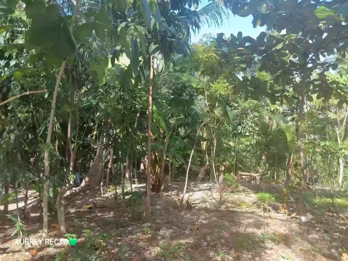 Overlooking 1,000 sqm Lot in Maghaway, Talisay City, Cebu — Residential Lot in Talisay, Cebu, Philippines — Photo 3