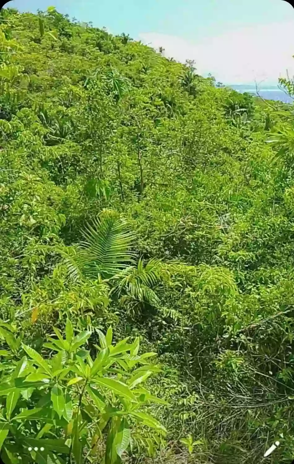 Agricultural Lot in Tuburan Cebu — Agricultural Lot in Cebu, Philippines — Photo 2