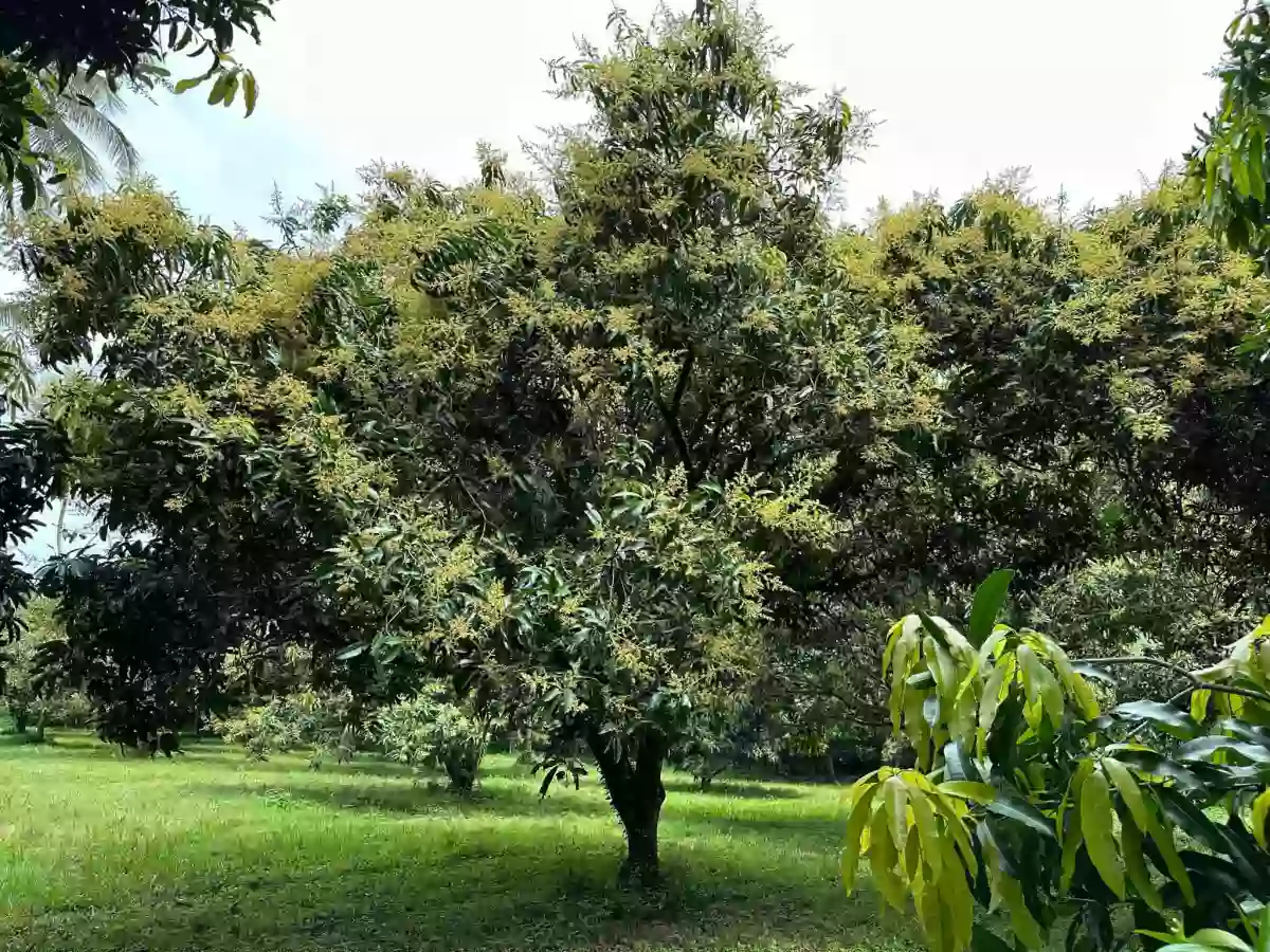 Mango Farm Lot For Sale At Polomolok, South Cotabato — Agricultural Lot in Polomolok, South Cotabato, Philippines — Photo 2