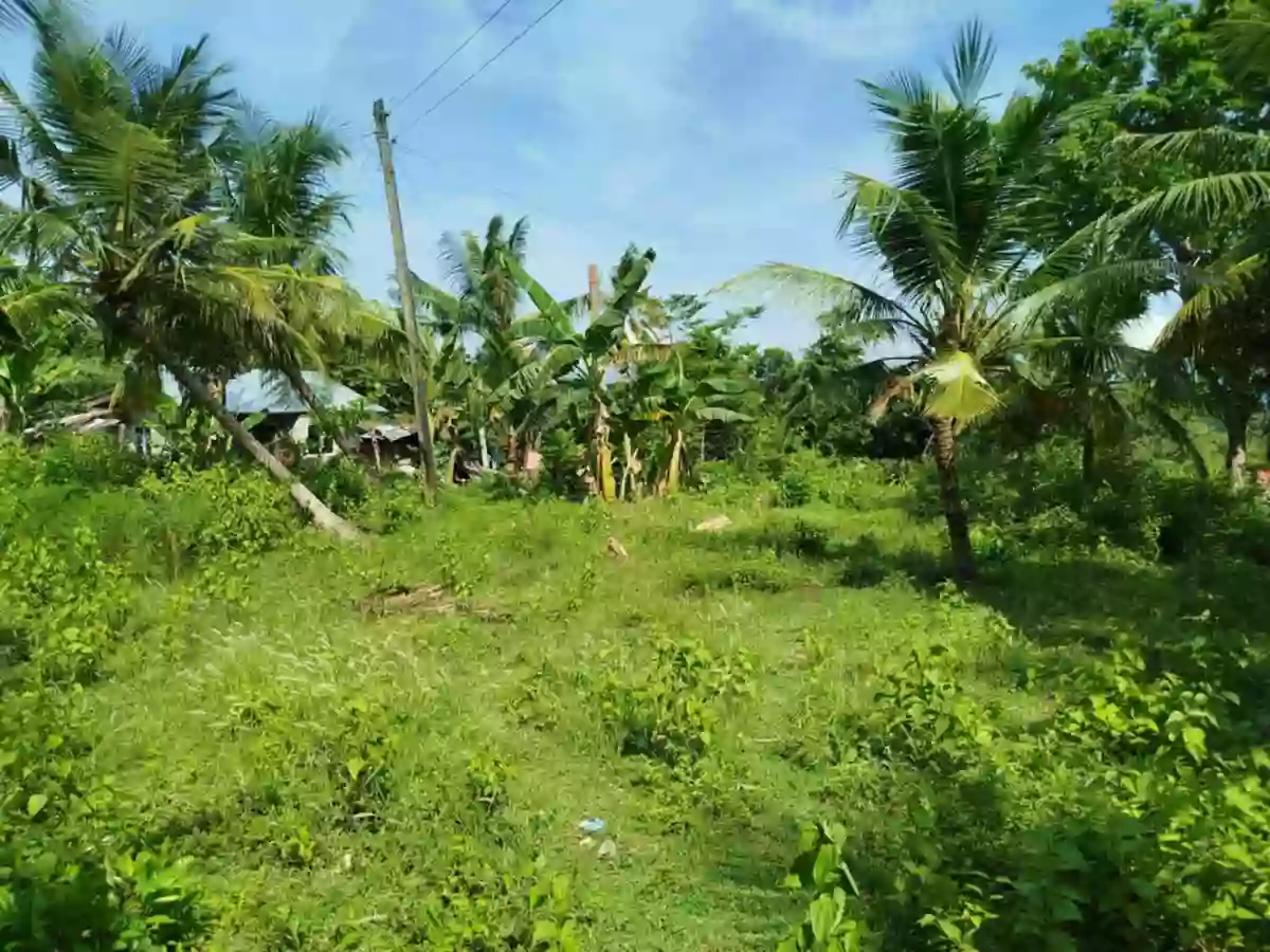 Agricultural lot with 2 house in Dumanjug — Agricultural Lot in Dumanjug, Cebu, Philippines — Photo 7