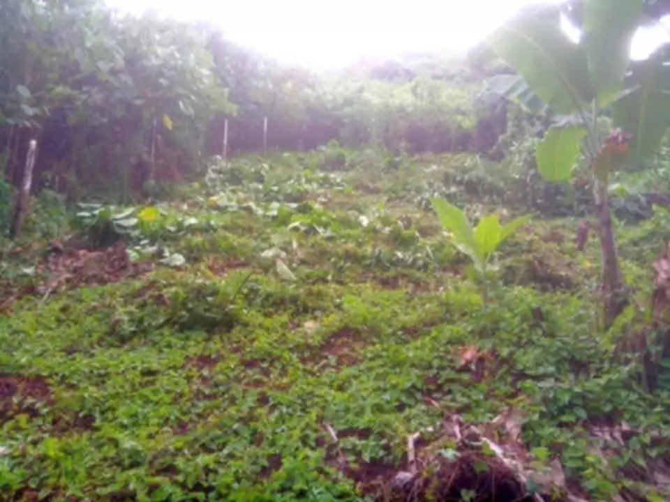 FARM LOT FOR SALE!!! — Agricultural Lot in Minglanilla, Cebu, Philippines — Photo 4