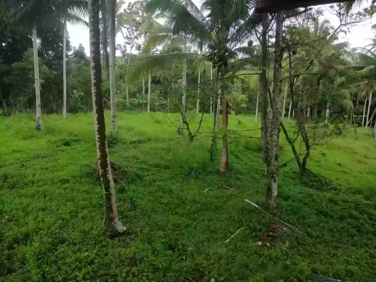 ALORAN FARM LOT — Agricultural Lot in Aloran, Misamis Occidental, 7206 — Photo 4