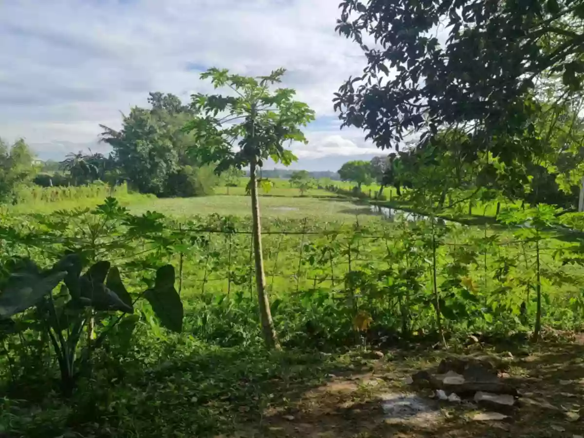 FOR SALE! ASINGAN PANGASINAN HOUSE AND LOT — Retirement House in Asingan, Pangasinan, Philippines — Photo 3