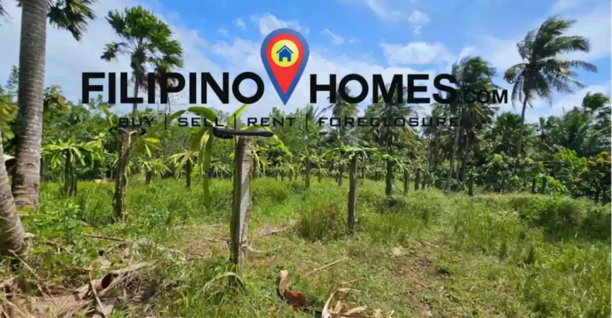 Lot for Sale with  300 meters of road frontage along the national road — Agricultural Lot in Albay, Philippines — Photo 5