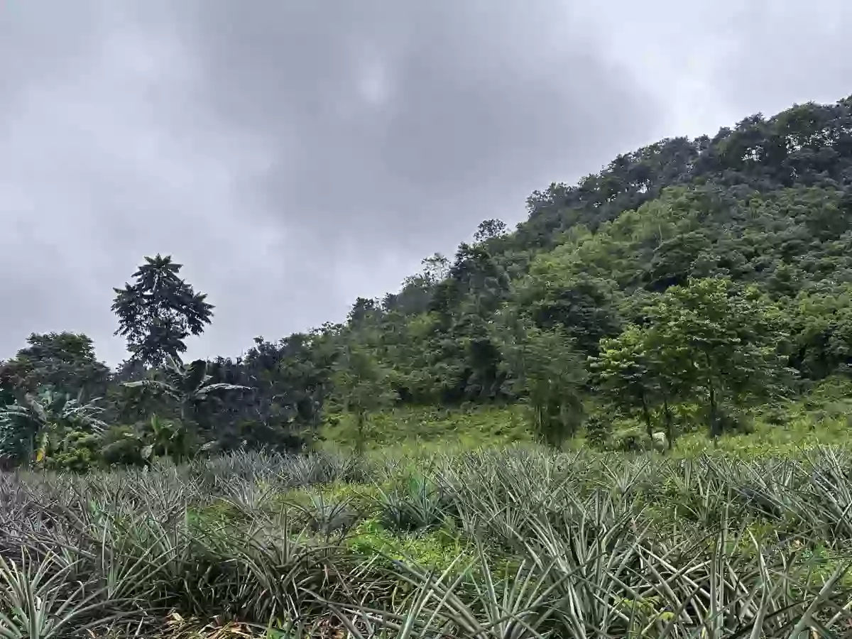 1 Hectare Agricultural Land — Agricultural Lot in Tupi, South Cotabato, Philippines — Photo 5