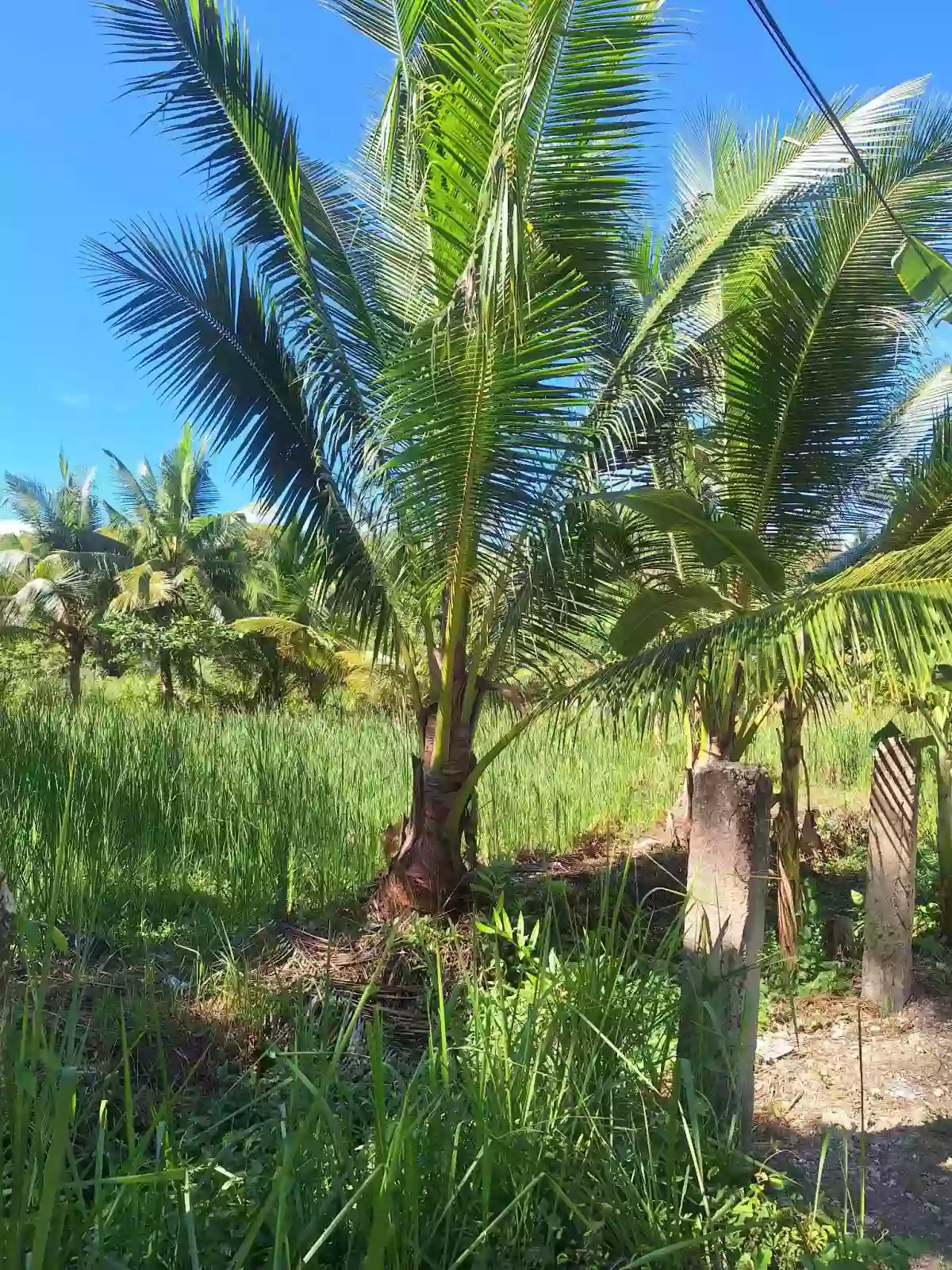 Lot only for SALE — Agricultural Lot in Carmen, Cebu, Philippines — Photo 6