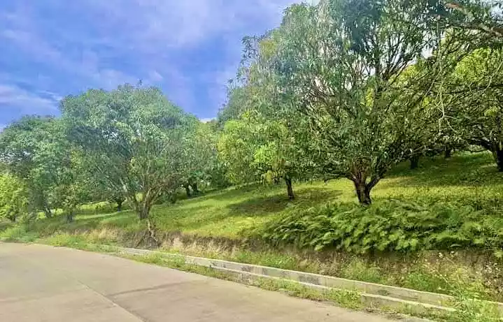 Prime Titled Lot Along Provincial Road in Barili, Cebu" — Agricultural Lot in Barili, Cebu, Philippines — Photo 4