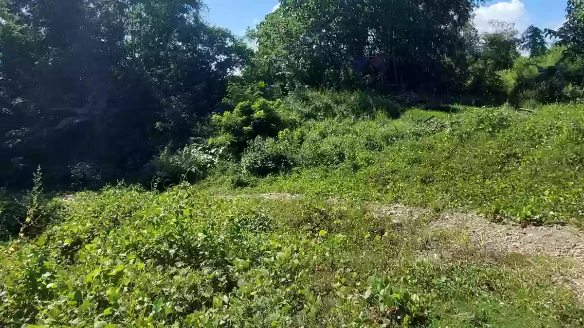 Barato 1 Hectare Lot in Bacolod City — Agricultural Lot in Bacolod, Negros Occidental, Philippines — Photo 2