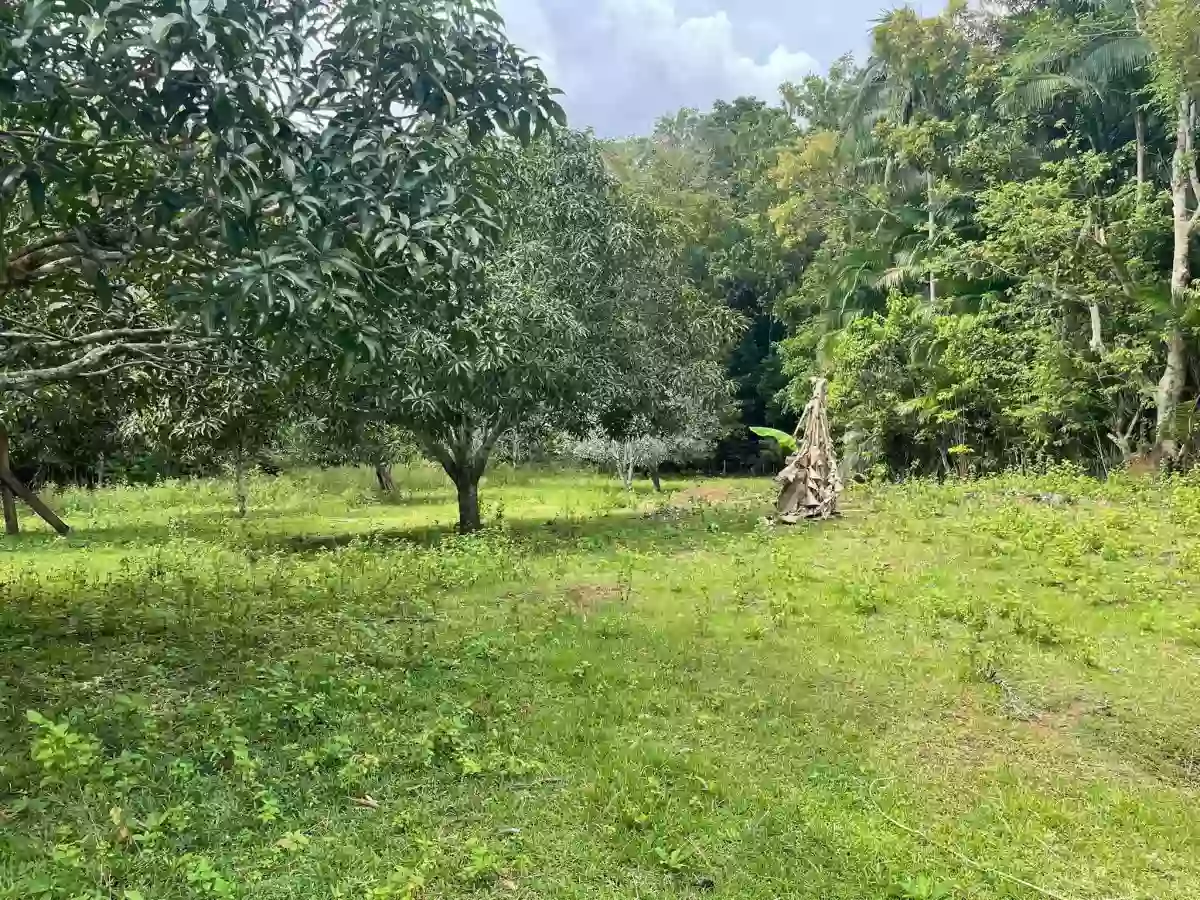 CORELLA FARM LOT — Agricultural Lot — Photo 2
