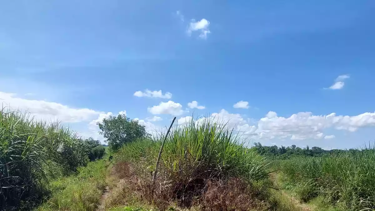 Barato 1 Hectare Lot in Bacolod City