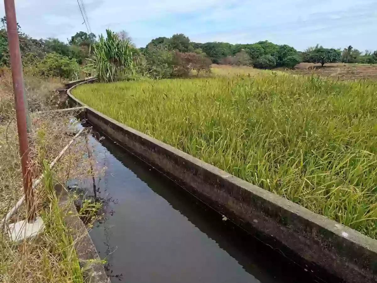 ZAMBOANGUITA NEGROS ORIENTAL Farm Lot for Sale!!! — Agricultural Lot in Negros Oriental, Philippines — Photo 4