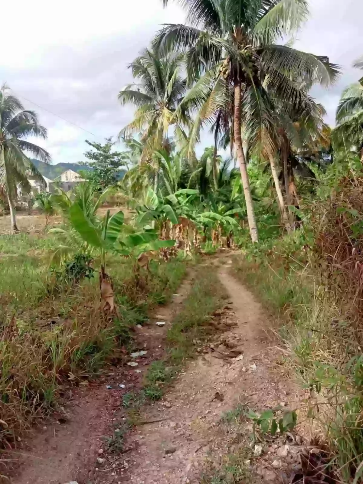 FARM LOT FOR SALE — Calidngan — Agricultural Lot in Carcar, Cebu, Philippines — Photo 4
