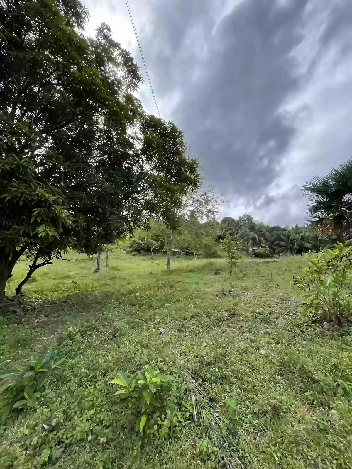 Lot for Sale along the National Highway in Tabuelan — Agricultural Lot in Cebu, Philippines — Photo 3