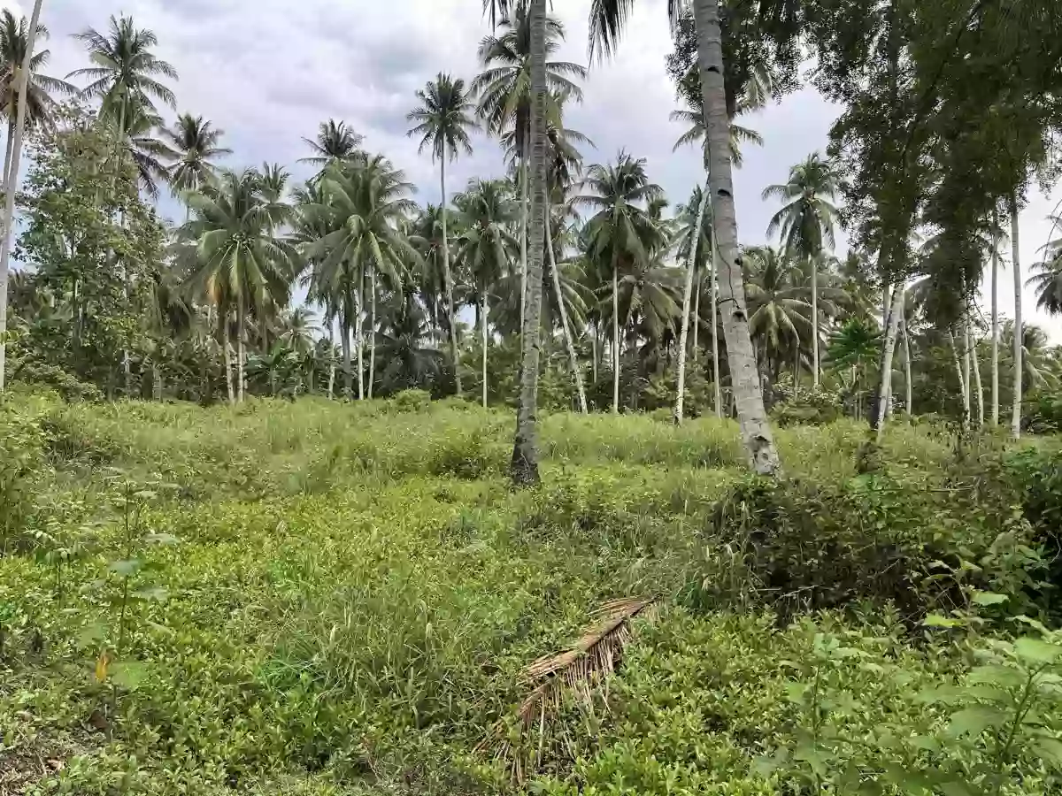 Baluntay Alabel Lot for Sale Good for Quarrying — Agricultural Lot in Alabel, Sarangani, Philippines — Photo 5