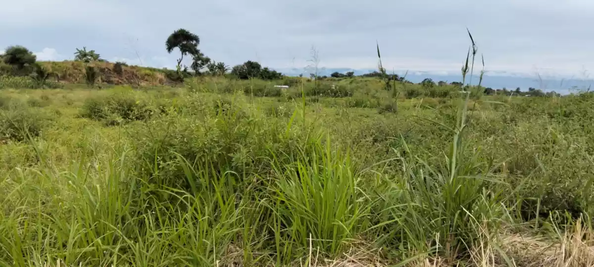 San Jose Lot — Agricultural Lot in General Santos City, South Cotabato, Philippines — Photo 3