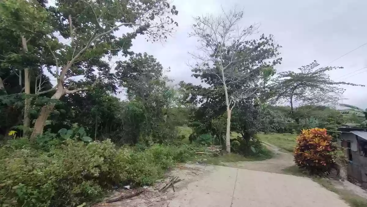 LOT FOR SALE in Bogo City — Agricultural Lot in Bogo City, Cebu, Philippines — Photo 2