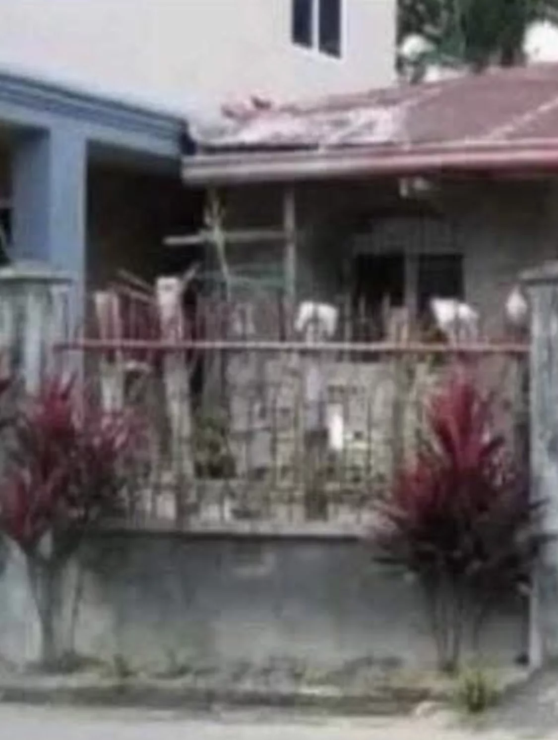 Rush Sale House and Lot — House and Lot in Leyte, Philippines — Photo 3