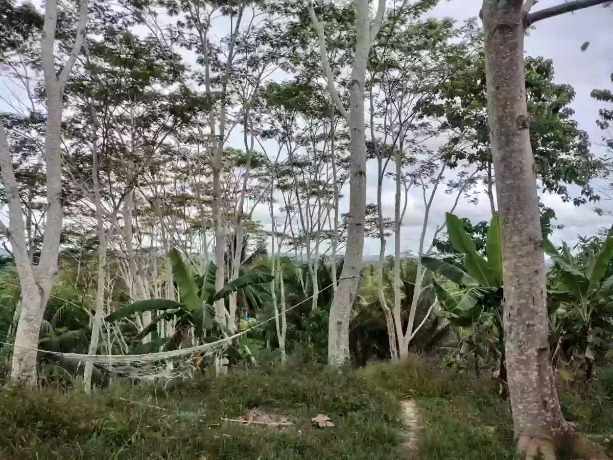 Open photo 13 of 20 — FULLY PLANTED UPLAND FARM