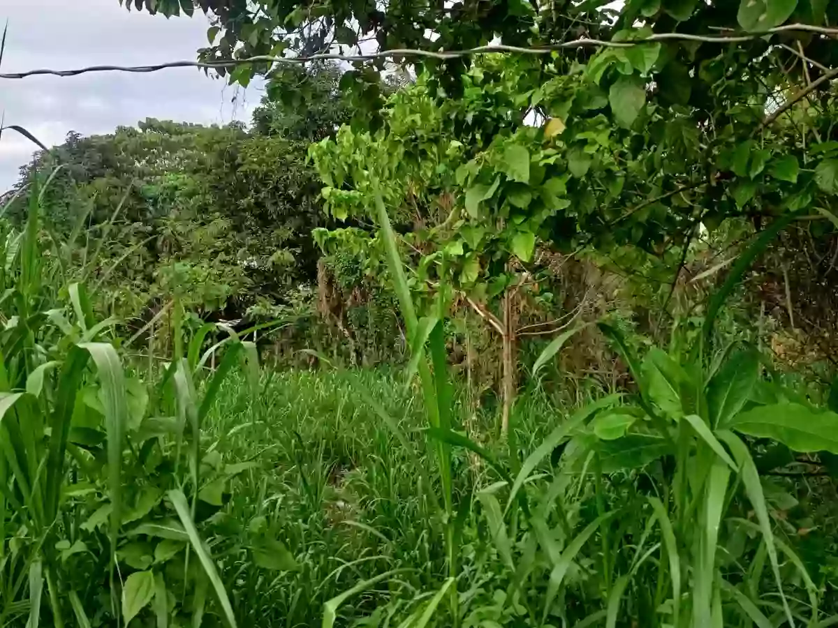 Lot for saler — Residential Lot in Negros Oriental, Philippines — Photo 6