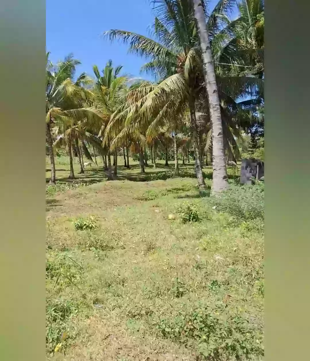 LOT FOR SALE! — Agricultural Lot in Malapatan, Sarangani, Philippines — Photo 4