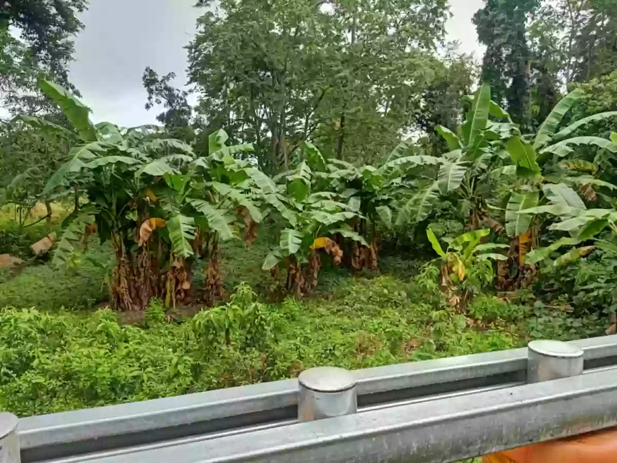 Lot for Sale SanJuan Siquijor — Residential Lot in San Juan, Siquijor, Philippines — Photo 5