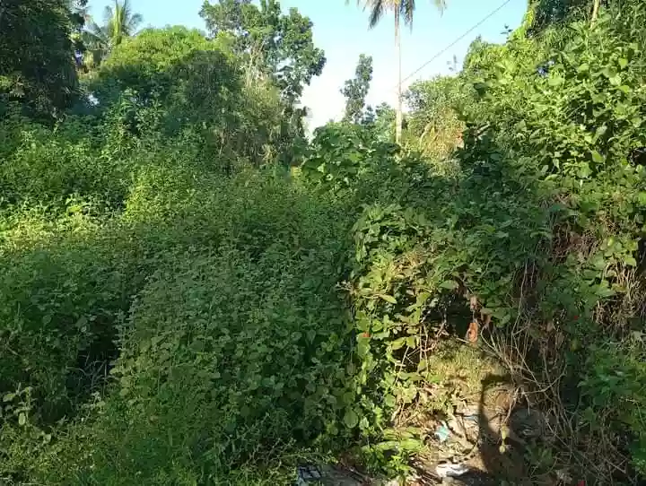 Lot for Sale at Guinsay. Danao City — Agricultural Lot in Unnamed Road, Danao City, Cebu — Photo 7