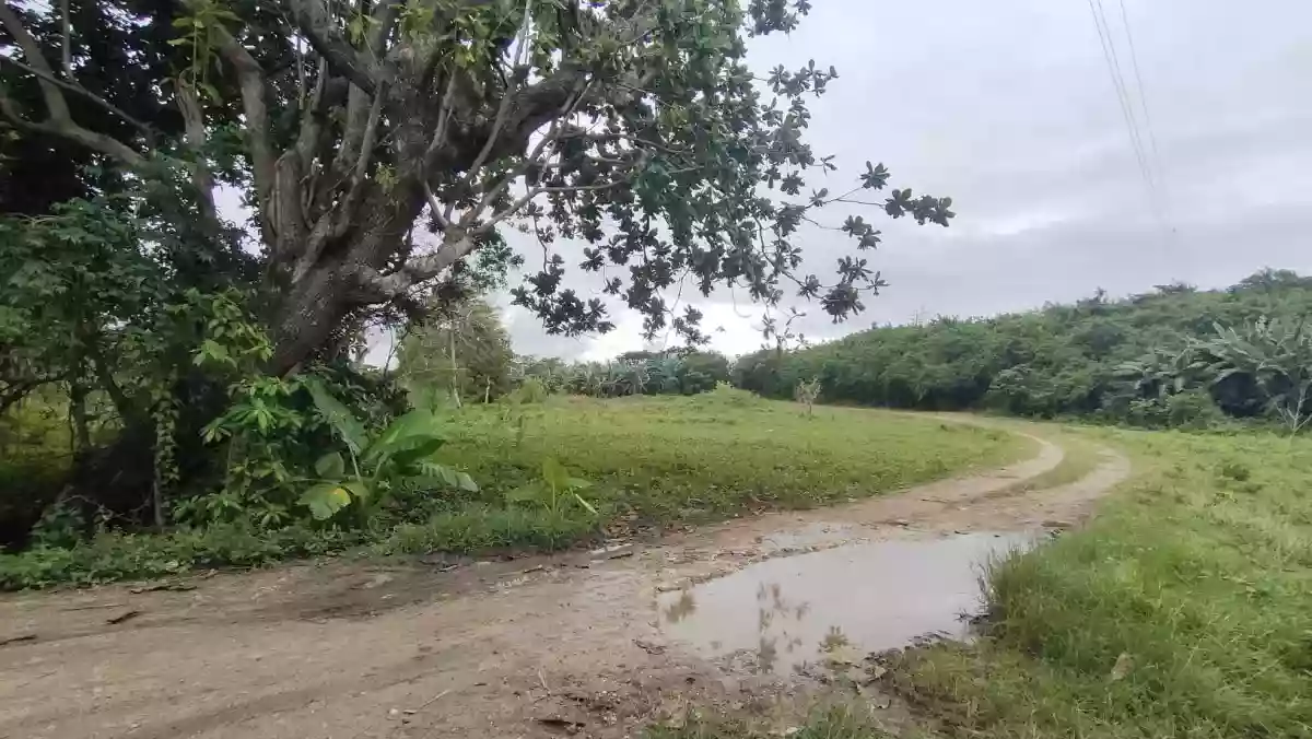 LOT FOR SALE in Bogo City — Agricultural Lot in Bogo City, Cebu, Philippines — Photo 4