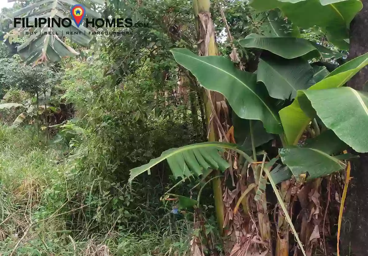 Agricultural Lot for Sale!! — Agricultural Lot in Naga, Camarines Sur, Philippines — Photo 4