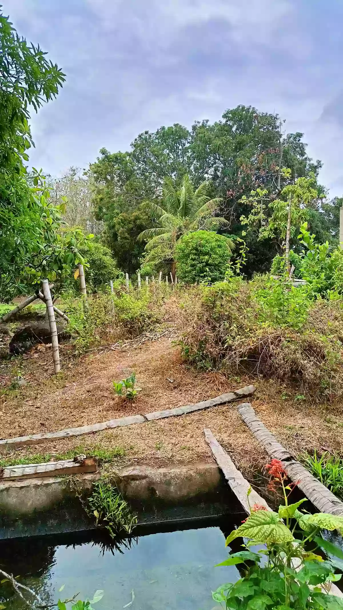 Residential Lot in Valencia beside — Residential Lot in Valencia, Negros Oriental, Philippines — Photo 2