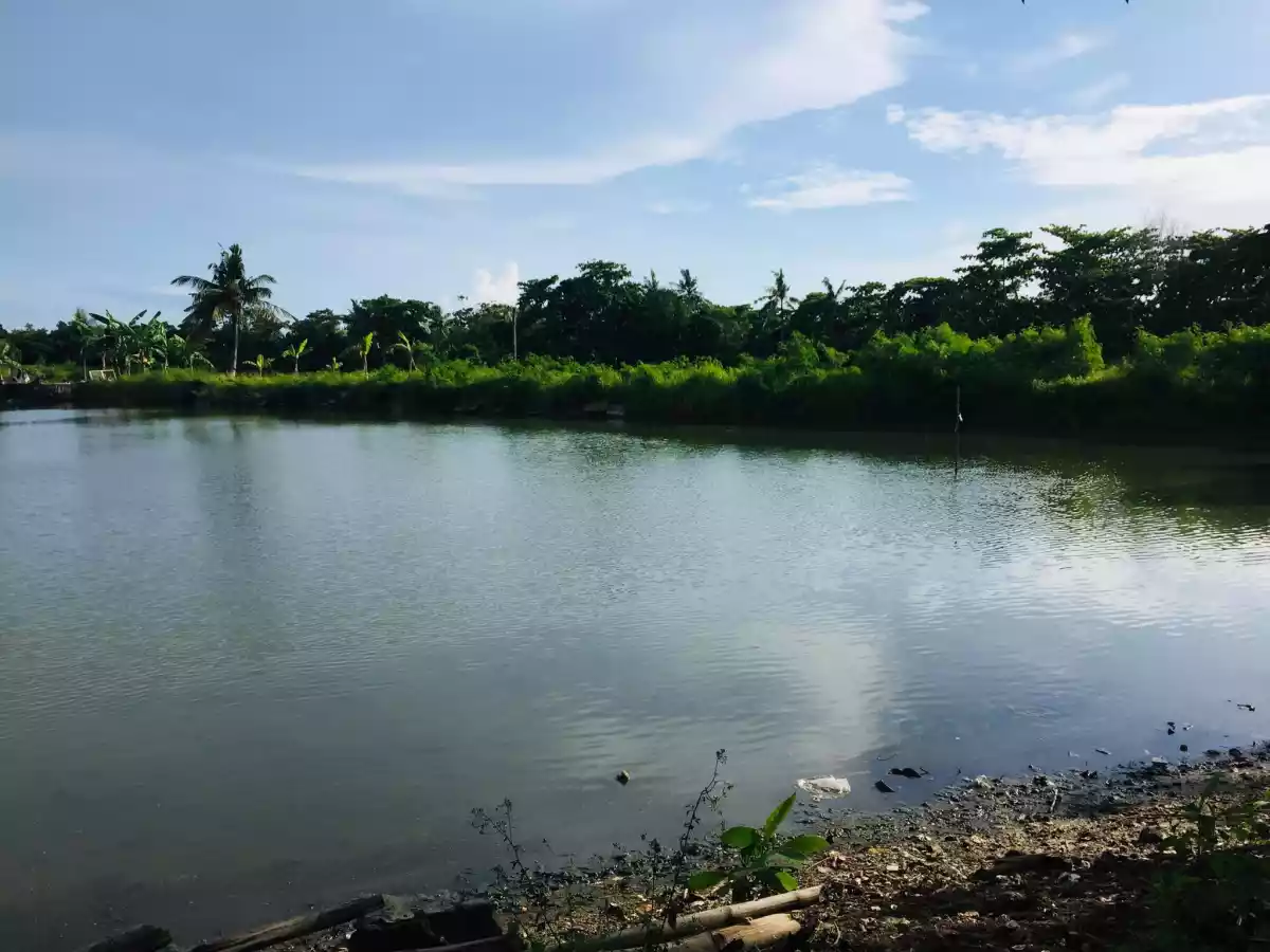 Land For Sale (Pontevedra) — Commercial Lot in Bacolod, Negros Occidental, Philippines — Photo 4