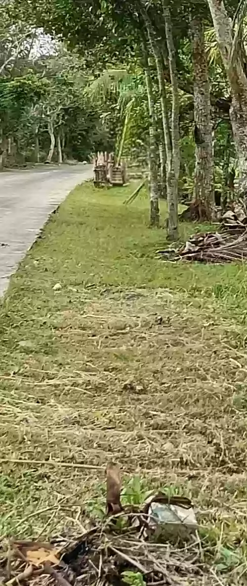 Lot for Sale — Agricultural Lot in Milaor, Camarines Sur, Philippines — Photo 3