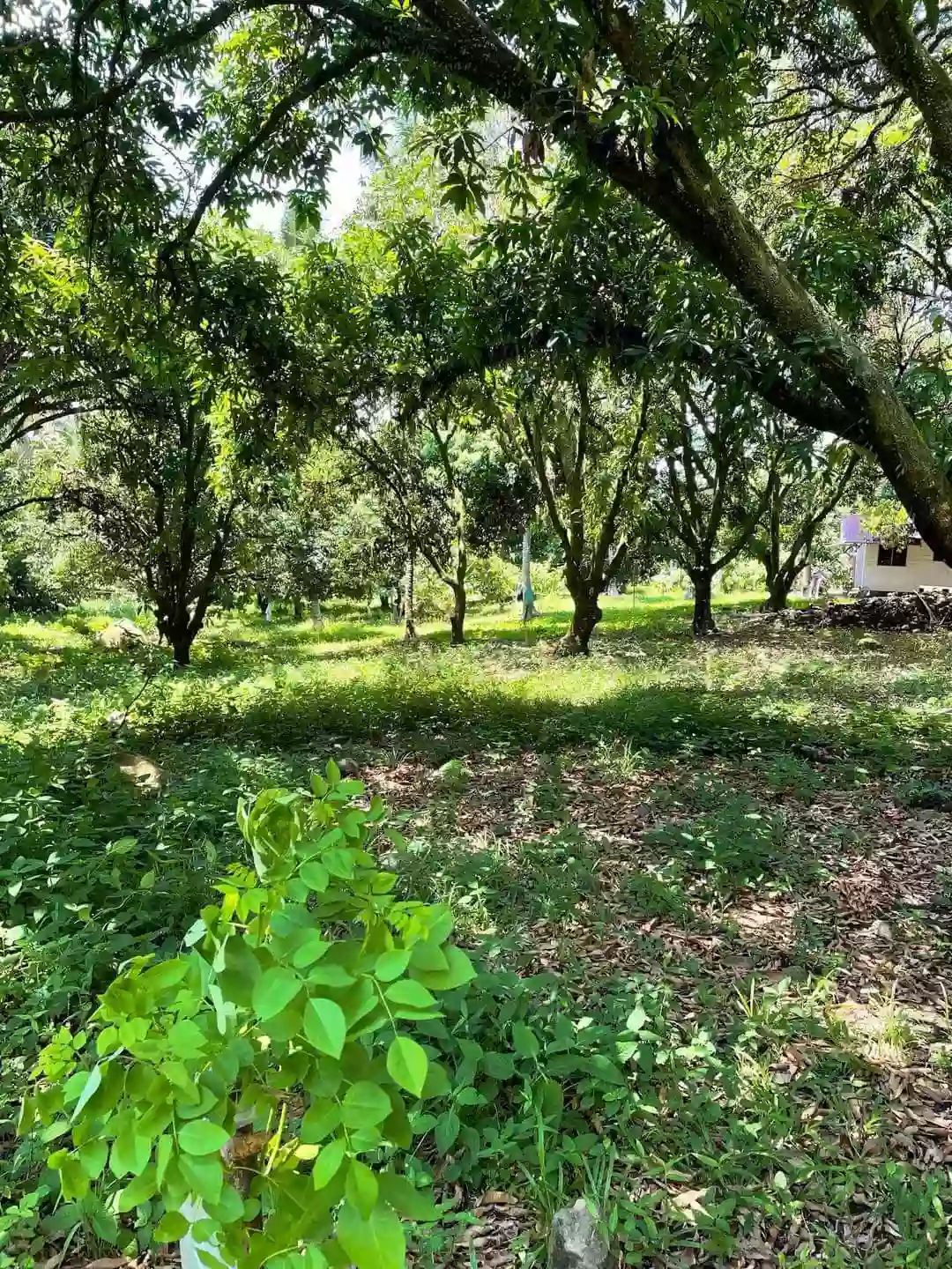 LOT FOR SALE!