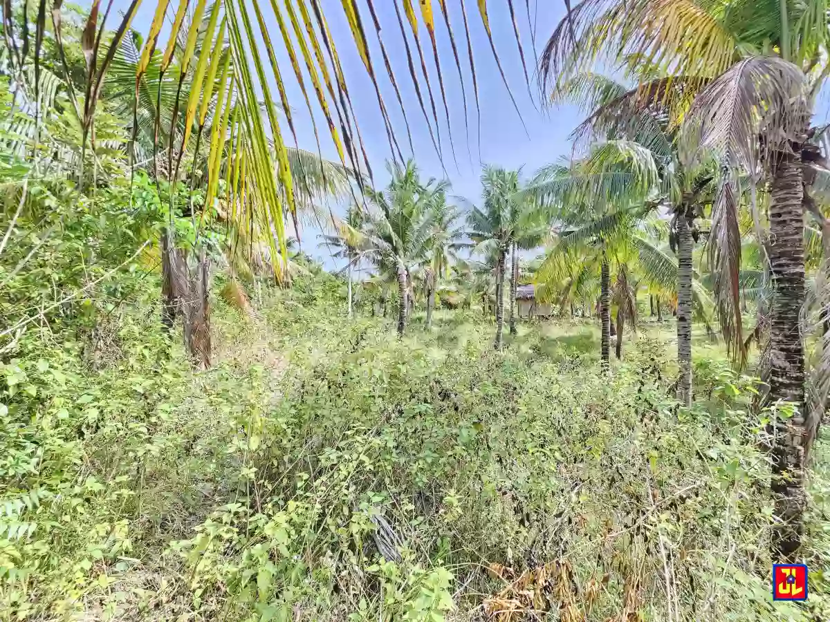 For Sale 3,666sqm Farm Lot in Calo, San Jose, Negros Oriental [available] — Agricultural Lot in San Jose, Negros Oriental, Philippines — Photo 2