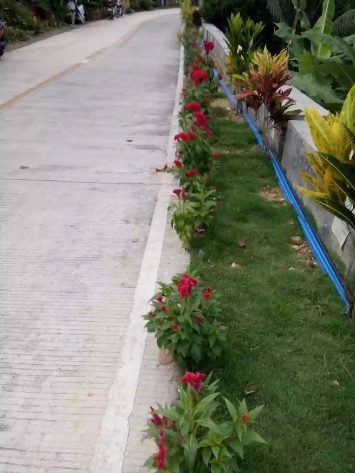 AGRICULTURAL LOT FOR SALE IN SAM FERNANDO,CEBU — Agricultural Lot in San fernando Cebu, San Roque, San Fernando — Photo 2