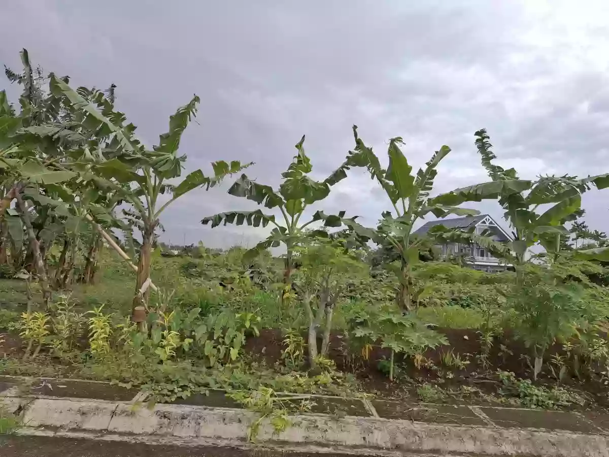 Lot for Sale — Residential Lot in Naga City, Camarines Sur, Philippines — Photo 4