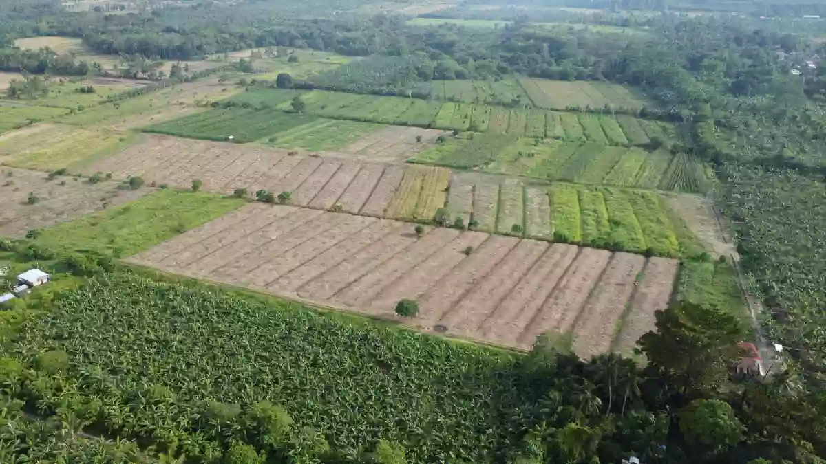 Exceptional Development Opportunity: 12 Hectares of Prime Agricultural Land in Brgy. Mesaoy, New Corella, Davao Del Norte — Agricultural Lot in Davao del Norte, Philippines — Photo 5