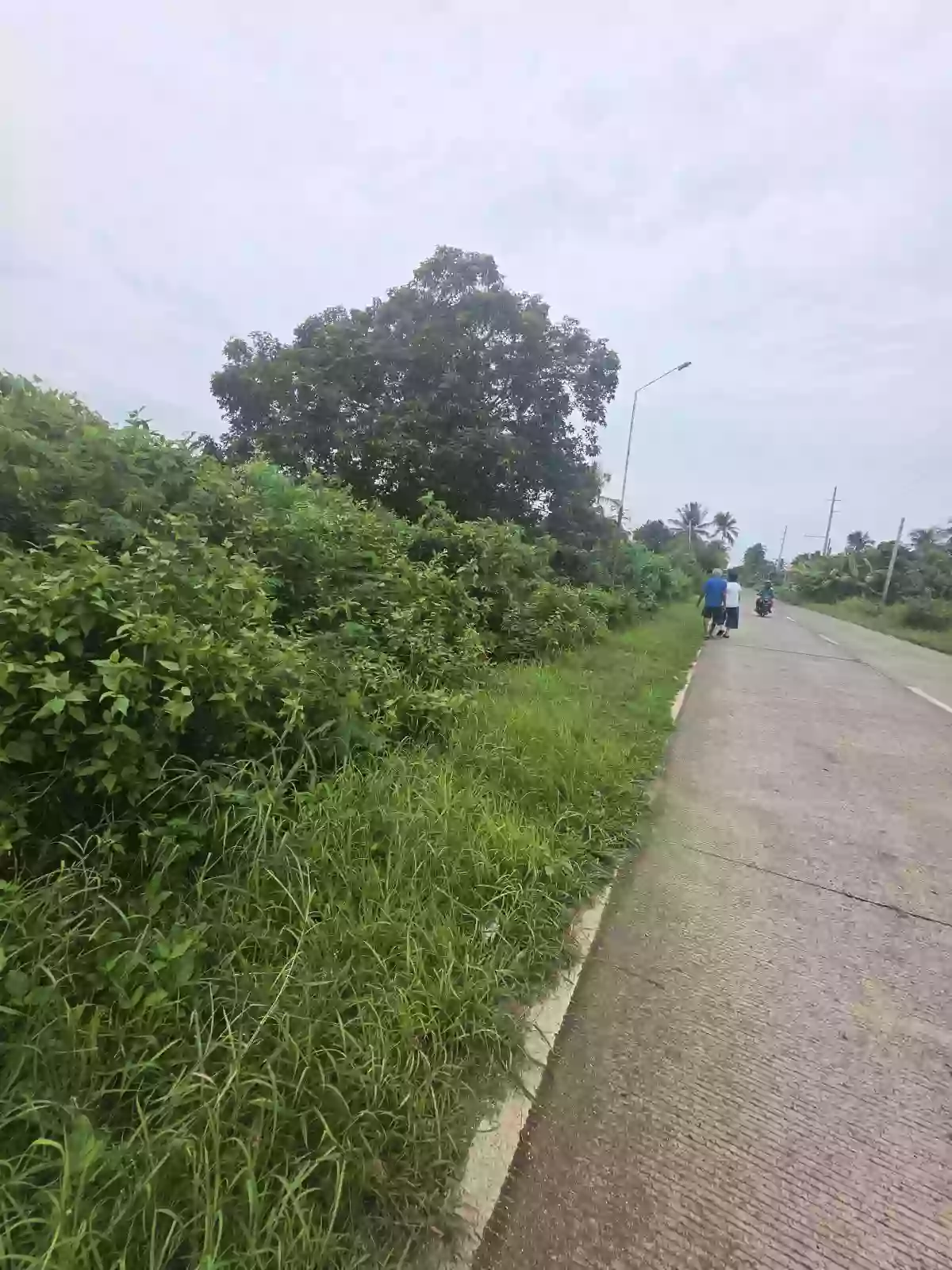 Wide Frontage Agriland in Daanbantayan