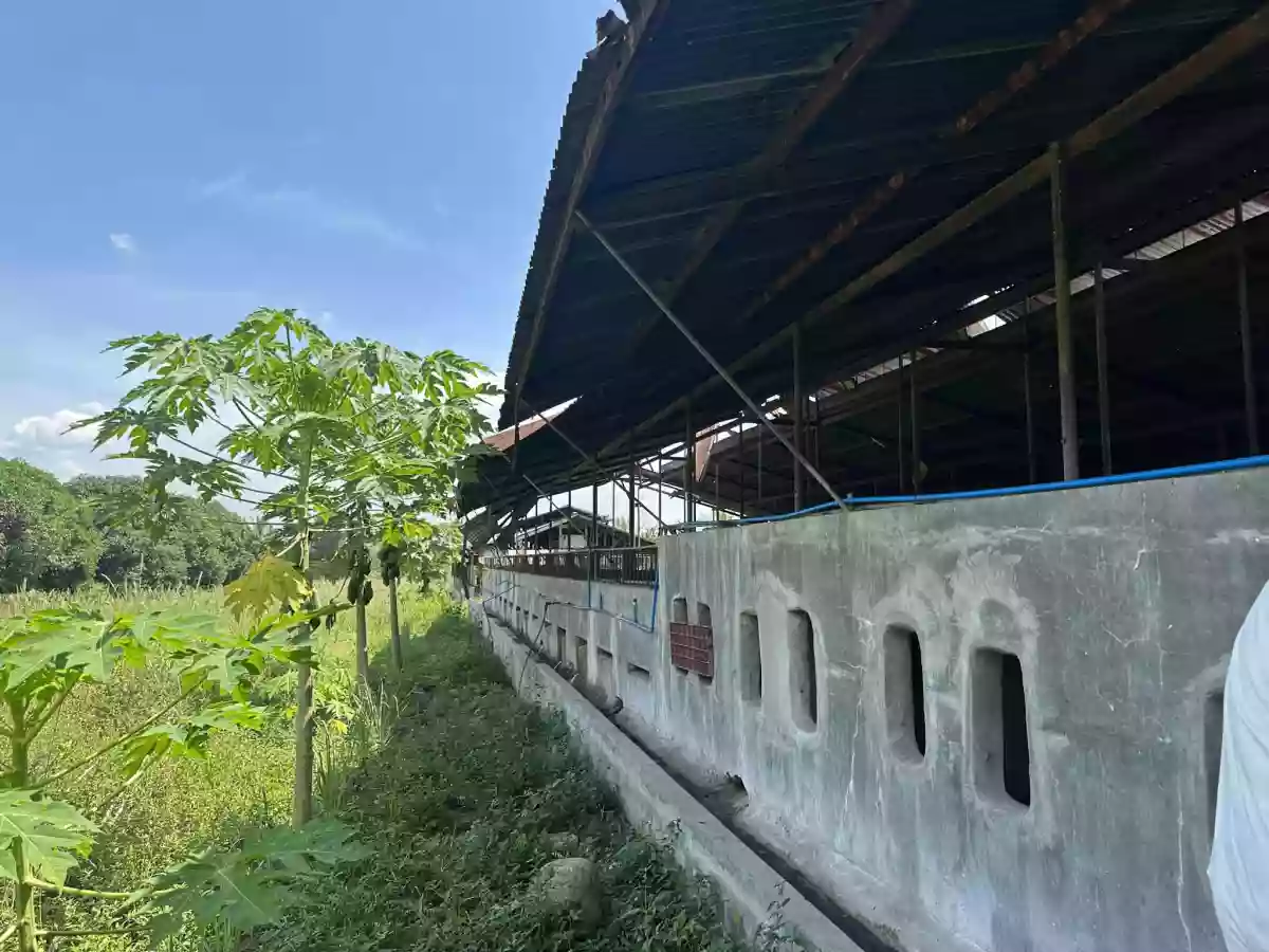 Open photo 18 of 20 — Piggery/Farm Lot For Sale in Odagre General Santos City Socksargen