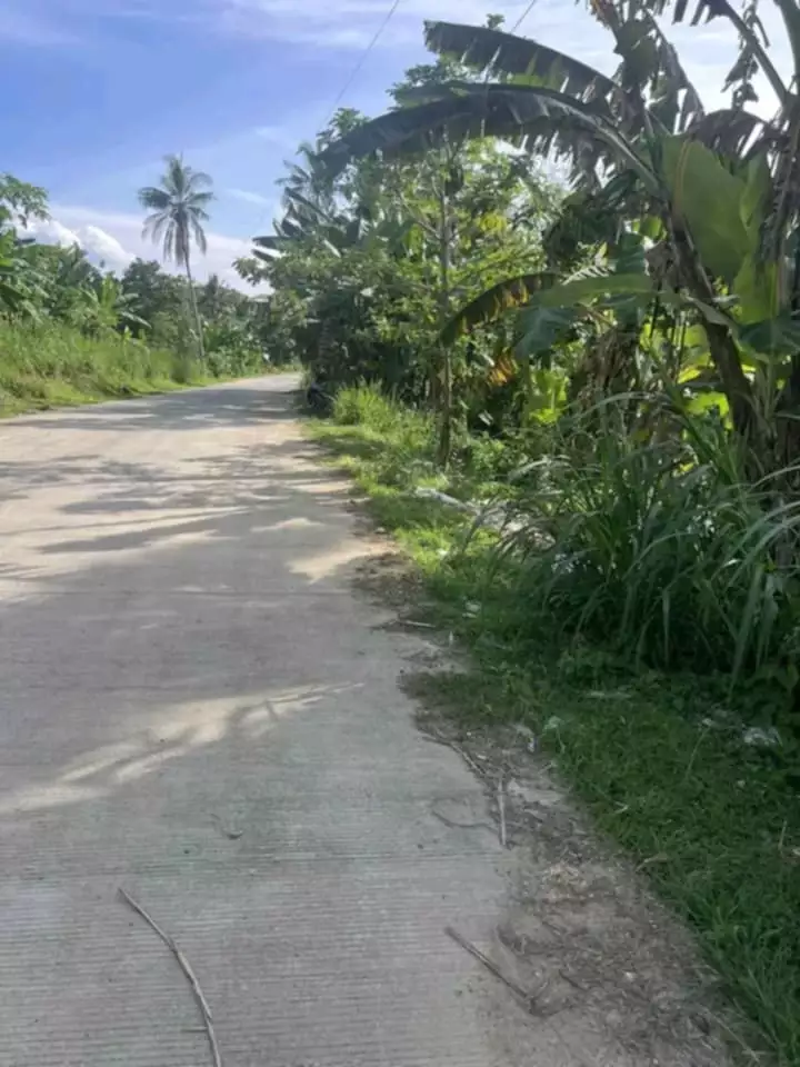 Farm Lot at Tupas Pinamungahan — Agricultural Lot in Pinamungahan, Cebu, Philippines — Photo 4