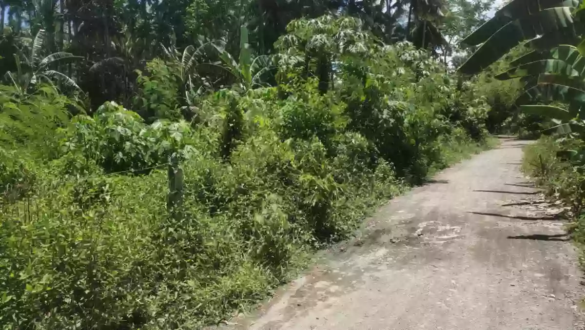 Prime lot for sale in Gensan! 12,060 sqm lot area in Baluan/Ligaya, 7 mins from UST — Residential Lot in General Santos City (Dadiangas), South Cotabato, Philippines — Photo 5