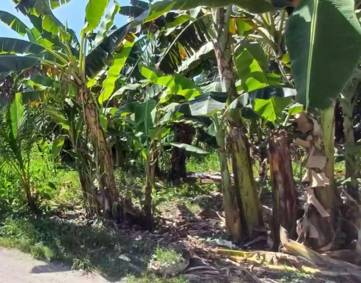 2(two) adjacent Lots in near City center good for commercial/residential use — Residential Lot in South Cotabato, Philippines — Photo 5