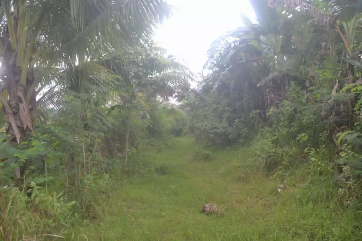 Farm Lot For Sales @ Brgy. Lamak, Dumanjug, Cebu — Agricultural Lot in Dumanjug, Cebu, Philippines — Photo 6