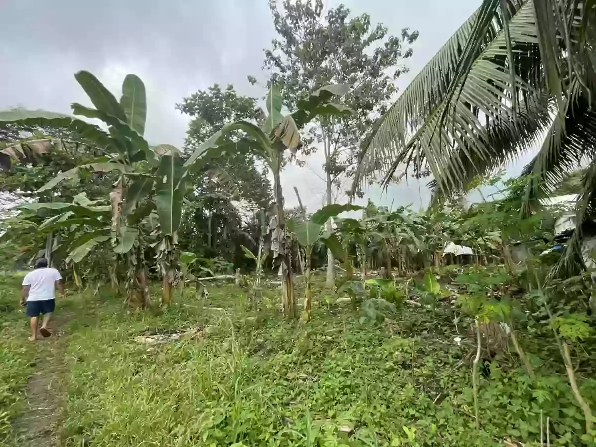 Affordable Lot for Sale, Butuan City | 2 TITLED LOTS, 576 sqm each | Near Highway | Brgy. Sumilihon | Near Regatta Palm Subdivision — Industrial Lot in Butuan City, Agusan del Norte, Philippines — Photo 3