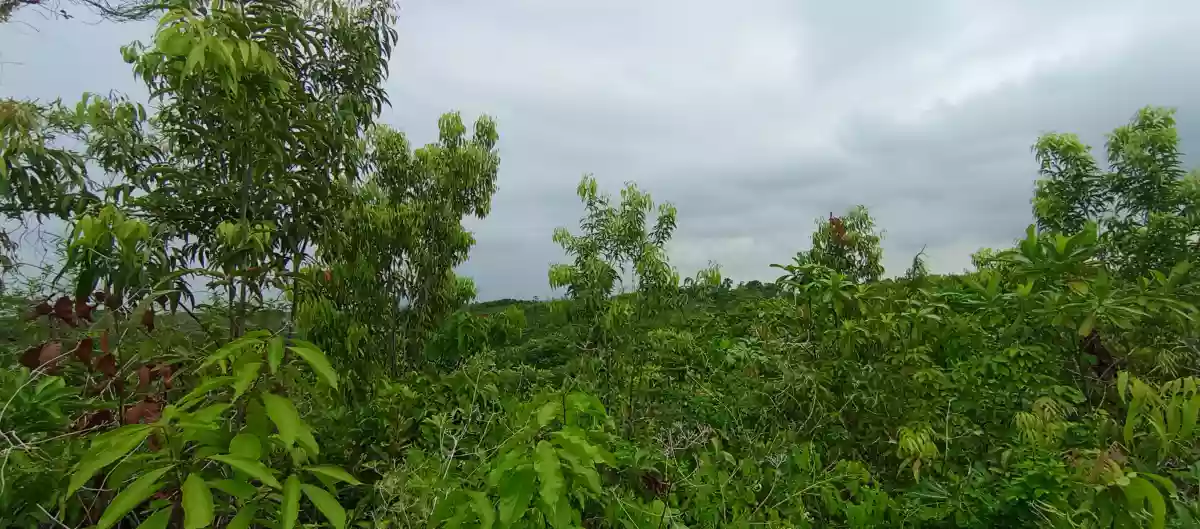 Lot For Sale in Sitio Libo, San Roque, Liloan Cebu — Agricultural Lot in Camino Vicinal Road, libho, Liloan — Photo 6