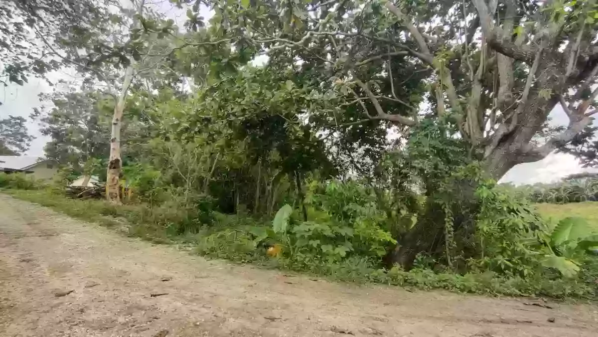 LOT FOR SALE in Bogo City — Agricultural Lot in Bogo City, Cebu, Philippines — Photo 6