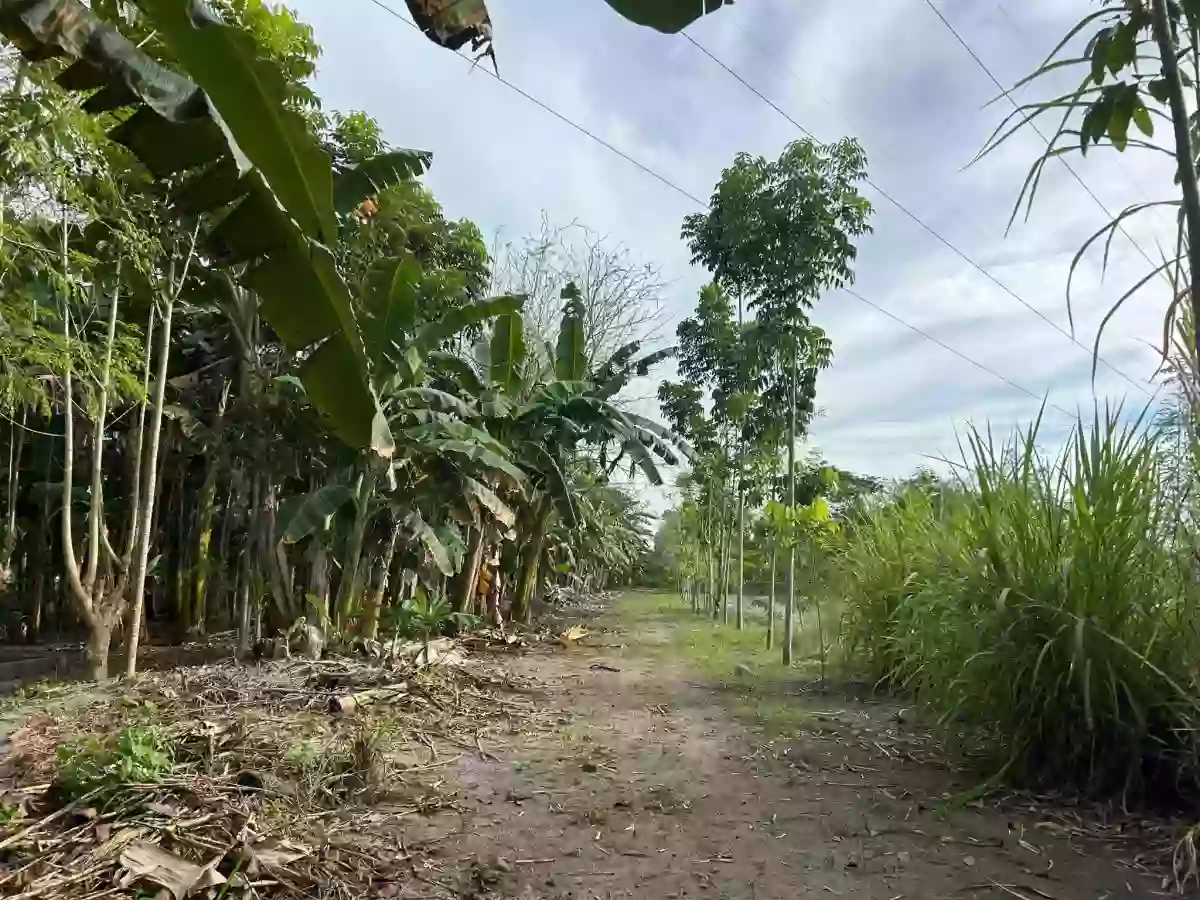 Lot near Ecotourism Zone at Brgy. Mabuhay, General Santos City — Agricultural Lot in General Santos City, South Cotabato, Philippines — Photo 4