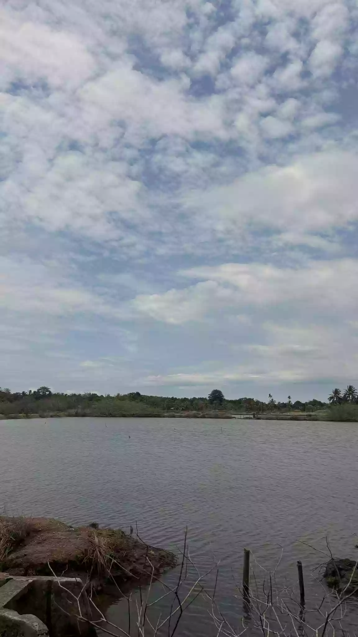 Fish Pool/Pala-Isdaan/Punong — Agricultural Lot in Manapla, Negros Occidental, Philippines — Photo 3