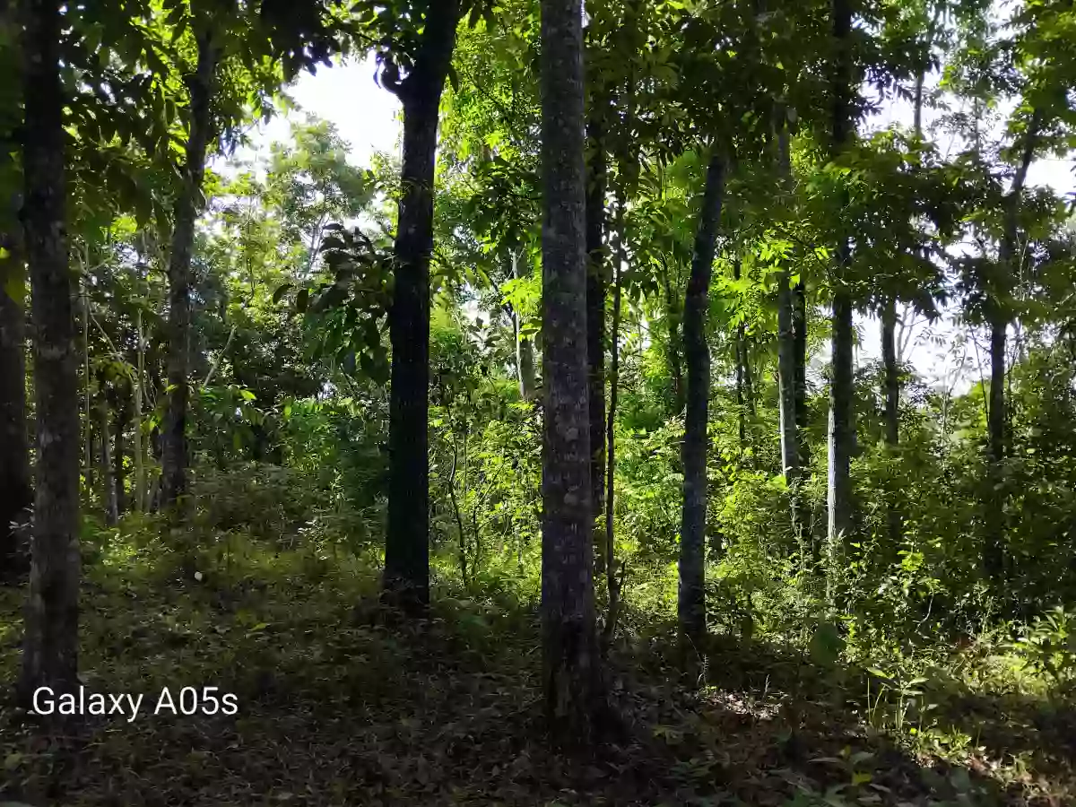 Land for Sale — Agricultural Lot in Guimaras, Philippines — Photo 4