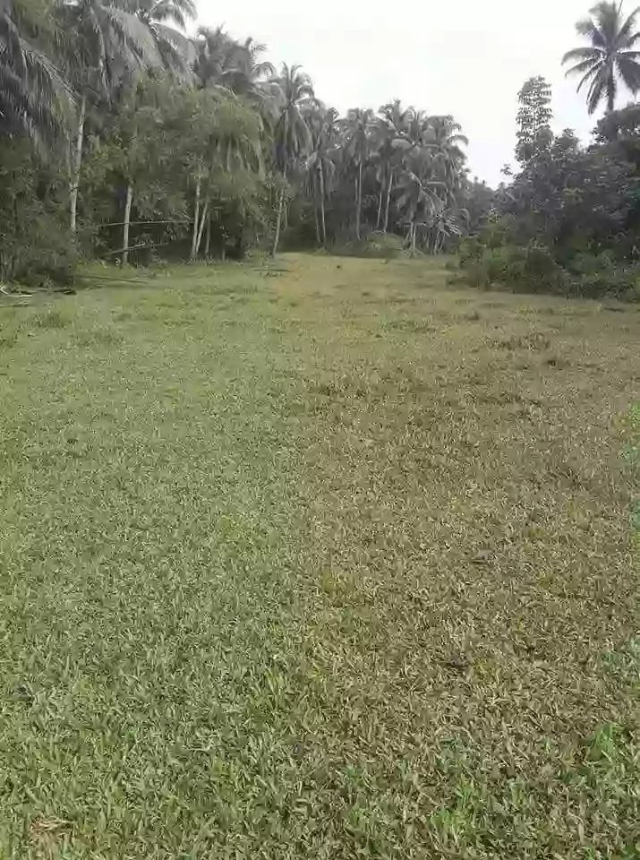 FARM LOT FOR SALE!! — Agricultural Lot in Pilar, Surigao del Norte, Philippines — Photo 3