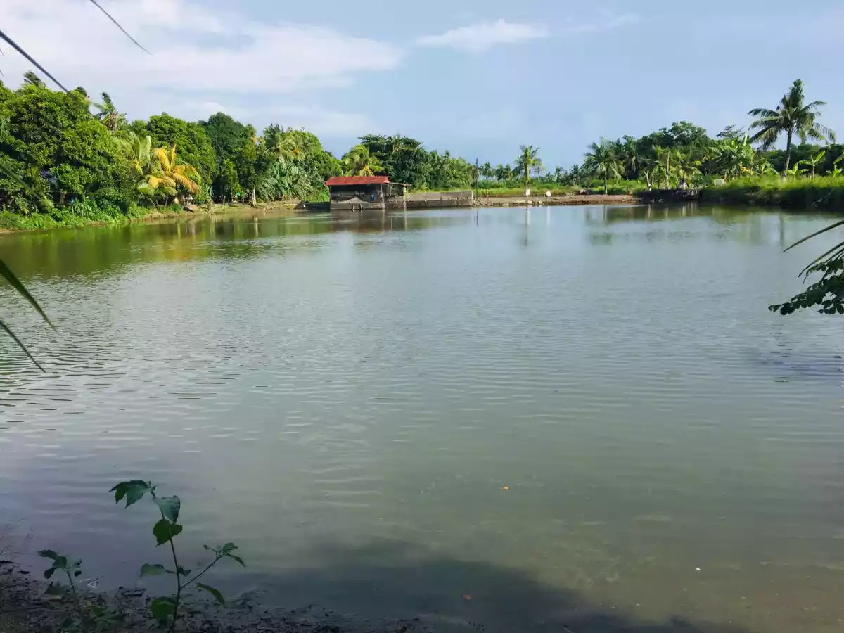 Land For Sale (Pontevedra) — Commercial Lot in Bacolod, Negros Occidental, Philippines — Photo 5